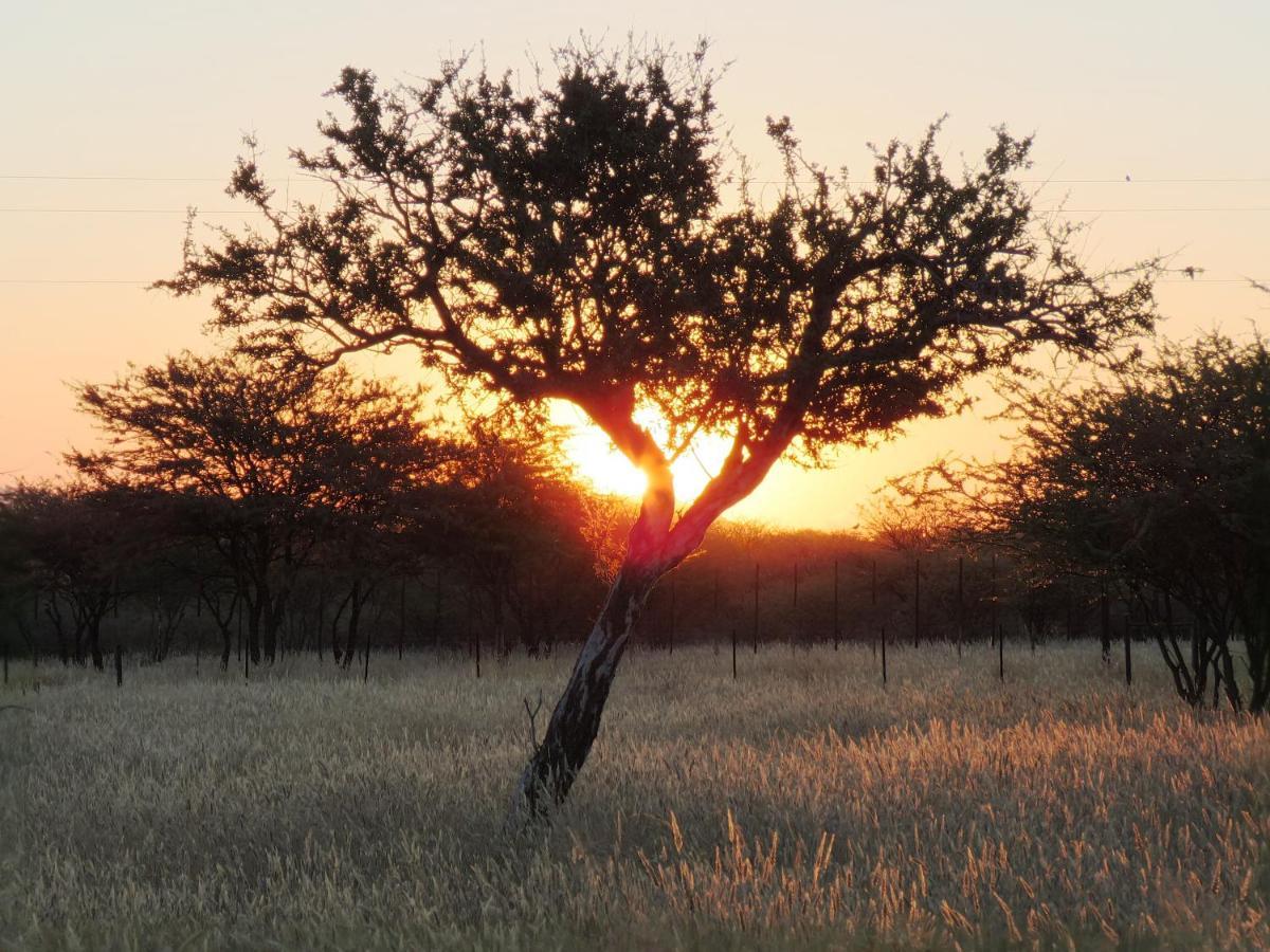 Lion'S Den Guesthouse Otjiwarongo Exterior foto